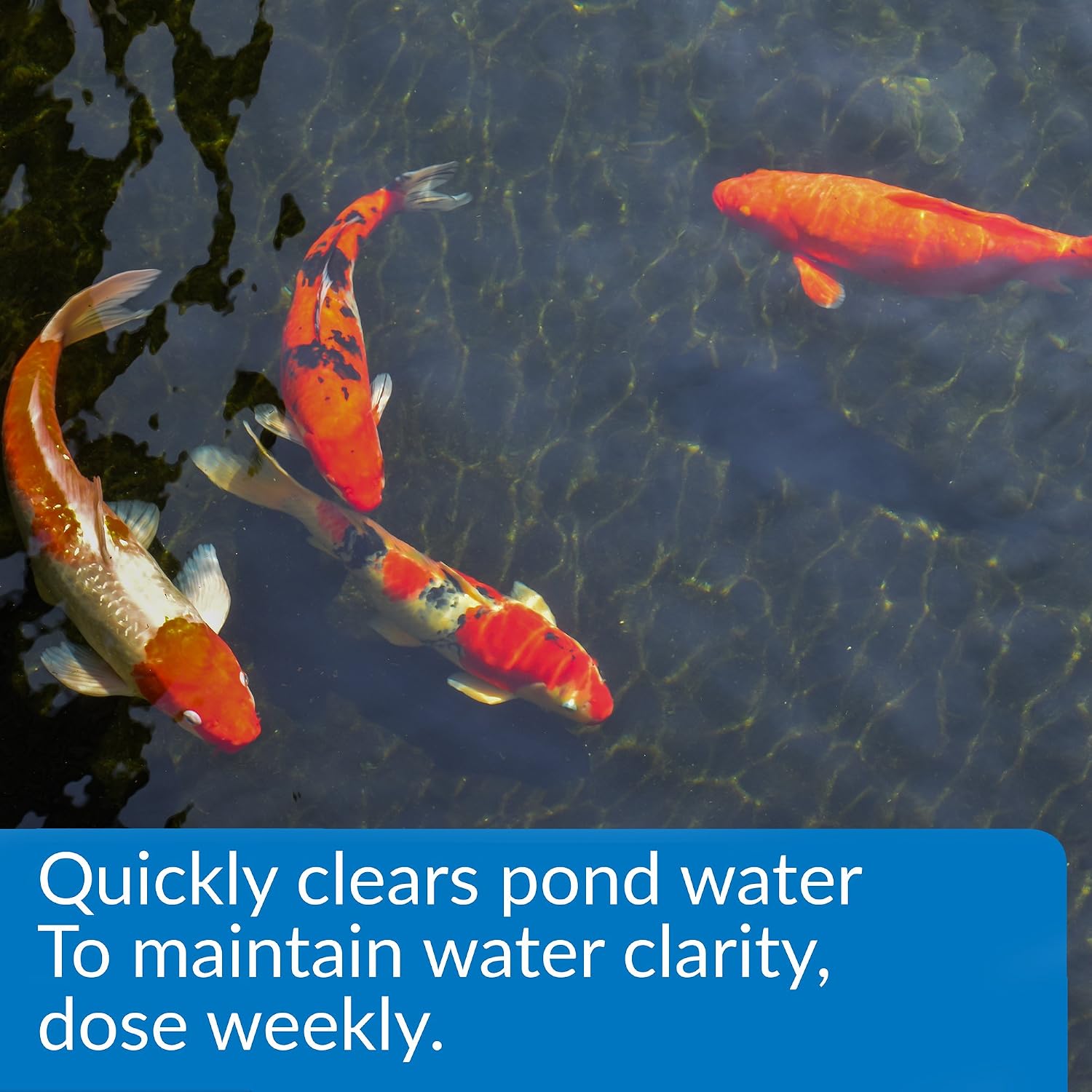 API Pond ACCU-Clear (32 fl oz) Water Clarifier - Improves Filter Efficiency