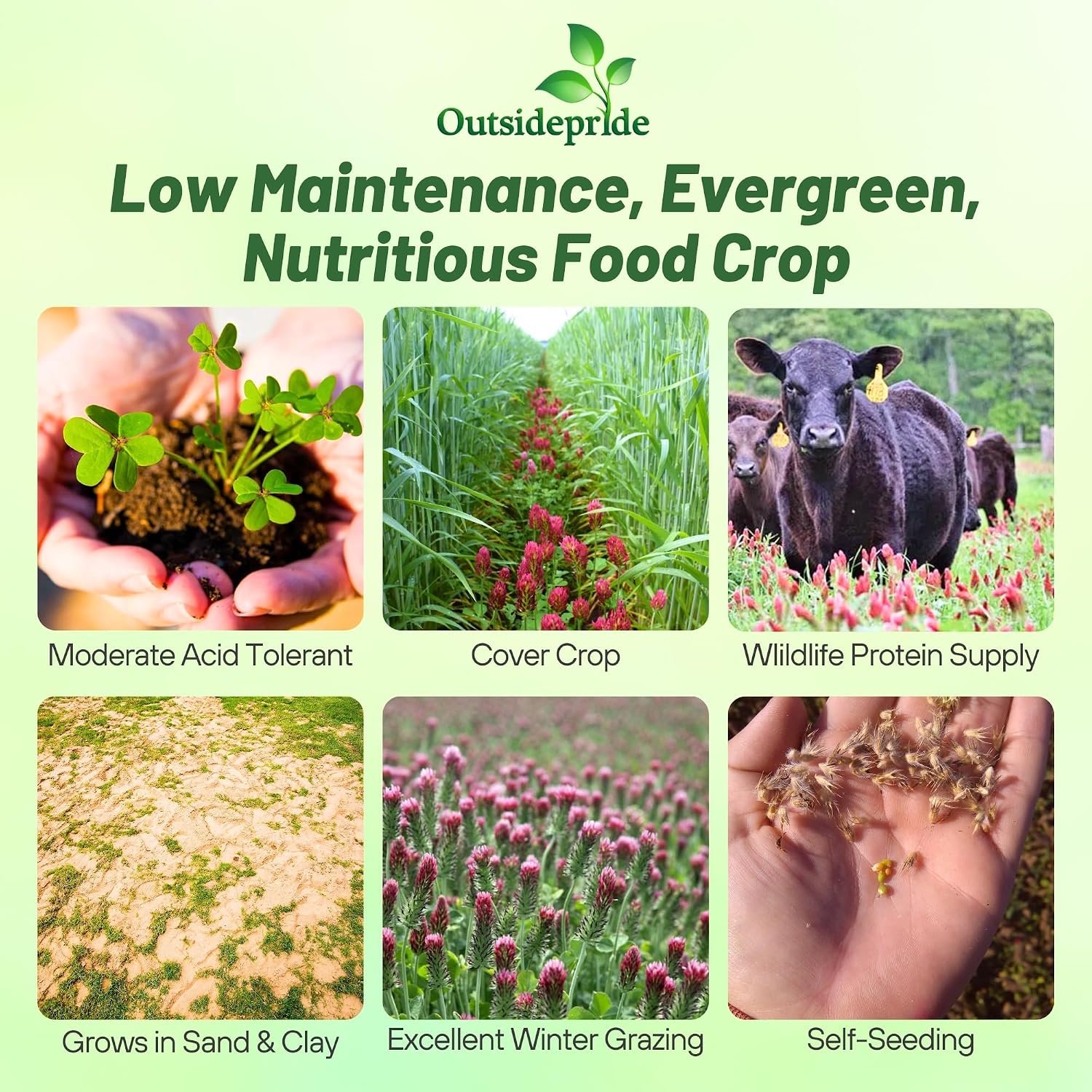 Outsidepride Crimson Clover Seeds - 2 lbs. Annual, Nitrocoated, & Inoculated Ground Cover Seeds, Ideal Clover Seed for Lawn, Cover Crop, Pasture, Hay, Green Manure & Wildlife Forage