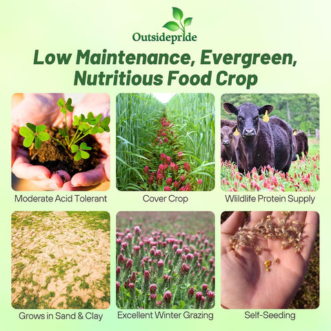 Outsidepride Crimson Clover Seeds - 2 lbs. Annual, Nitrocoated, & Inoculated Ground Cover Seeds, Ideal Clover Seed for Lawn, Cover Crop, Pasture, Hay, Green Manure & Wildlife Forage