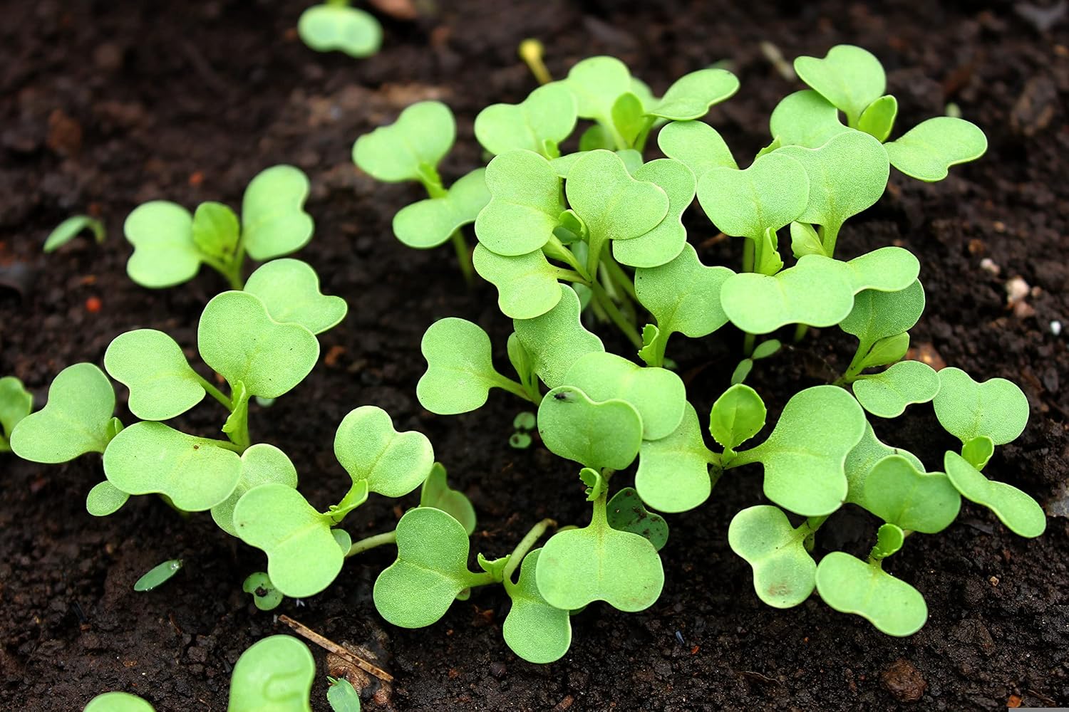 1000 Baby Bok Choy Seeds - Shanghai Green Stem - Heirloom Non-GMO Vegetable Seeds for Planting - AKA Pak Choi, Pok Choi, Chinese Cabbage