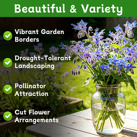LUOJIBIE Borage Seeds, 2,000+ Blue Borage Seeds for Planting Outdoor & Indoor, Flower Seeds Bulk for Garden, Non-GMO & Heirloom, Easy to Grow