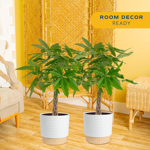 Costa Farms Money Tree, Live Indoor Plant, Braided Trunk, Easy Care