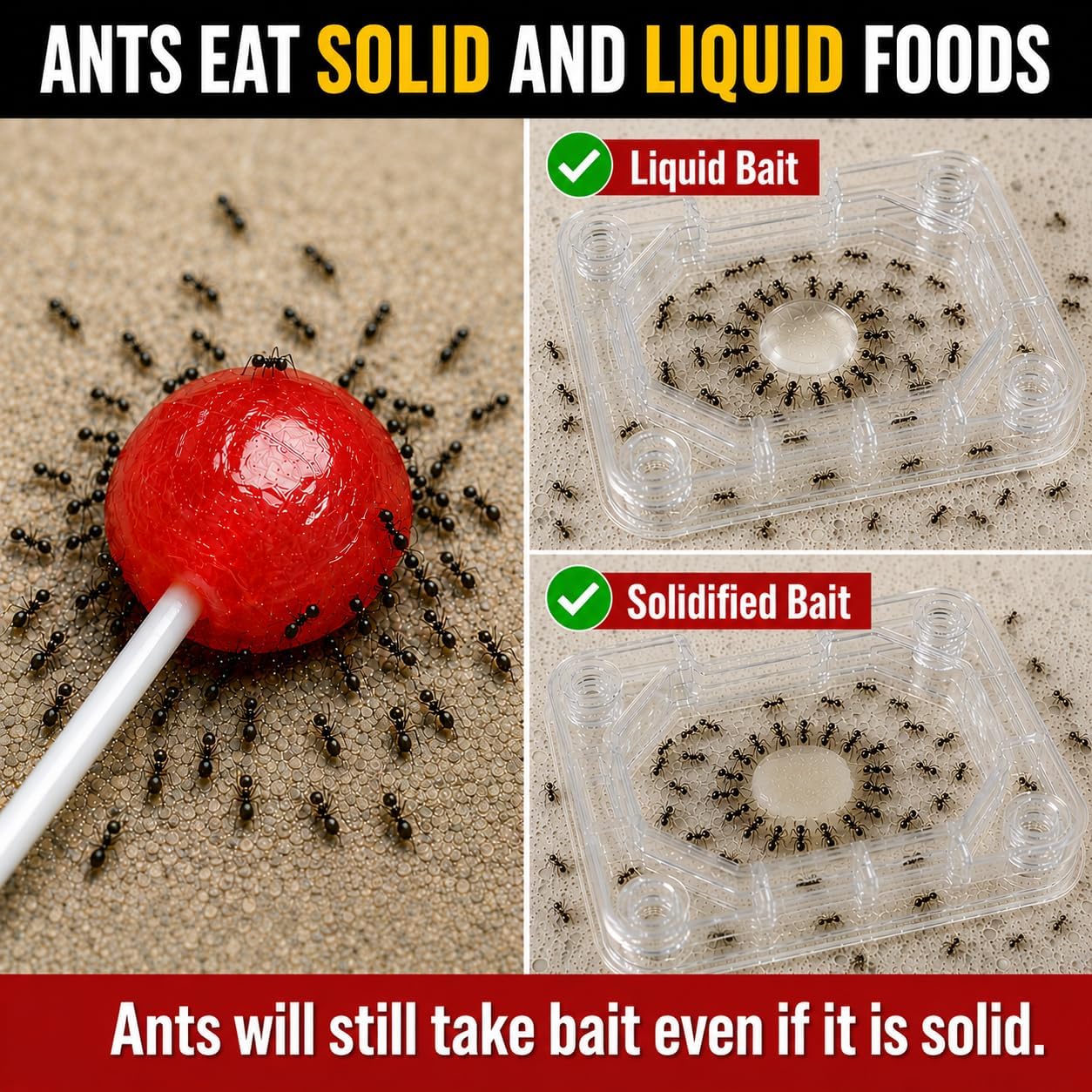 Catchmaster Defiant Liquid Ant Killer & Bait, Sugar Ant Traps Indoor