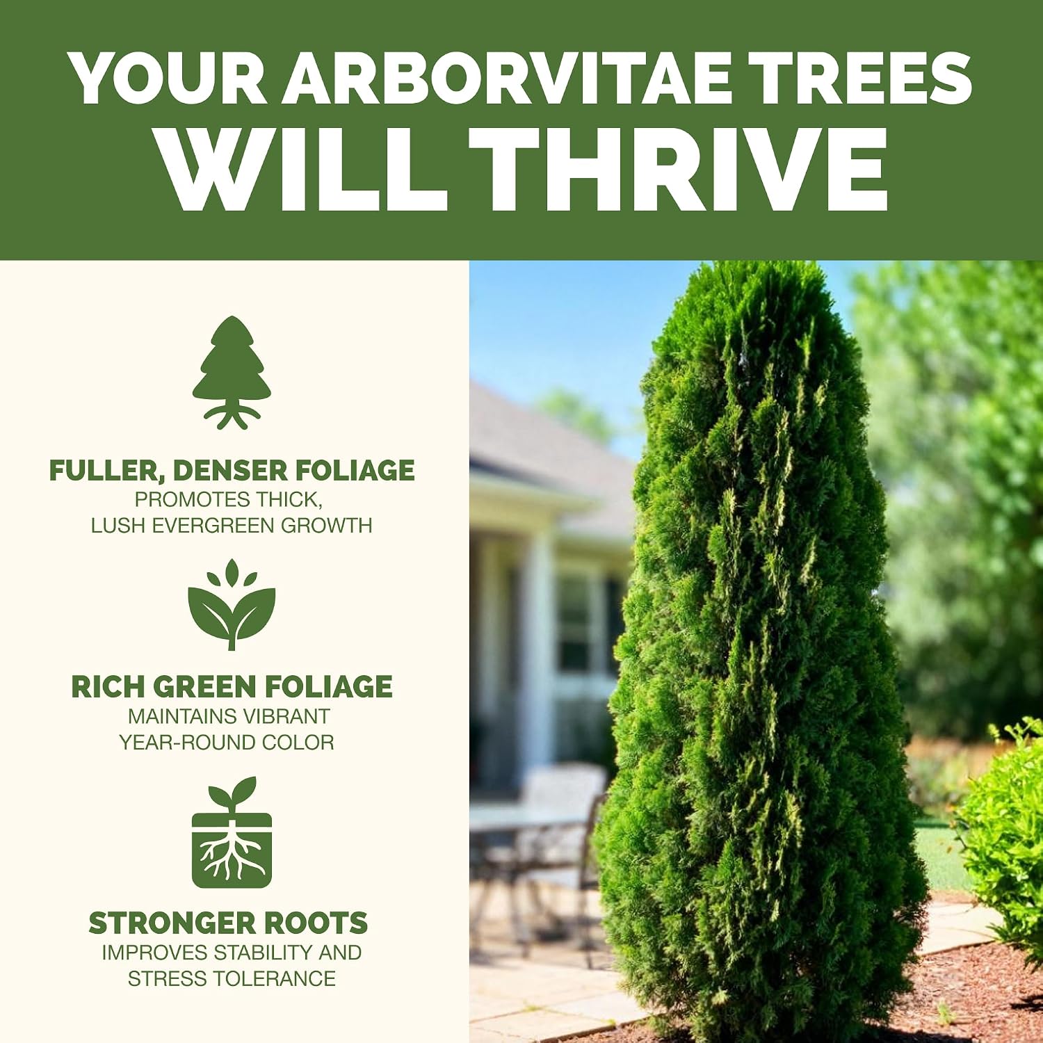 Arborvitae Tree Fertilizer - Liquid Plant Food for Greener Foliage, 32 oz