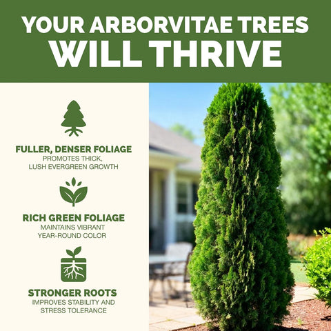 Arborvitae Tree Fertilizer - Liquid Plant Food for Greener Foliage, 32 oz