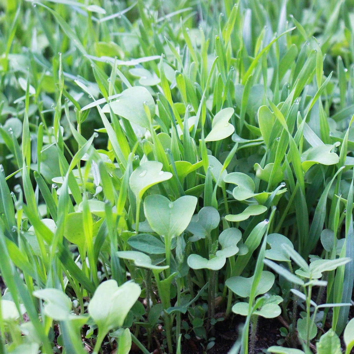 Mountain Valley Seed Co No-Till Farm and Garden Cover Crop Mix Seeds