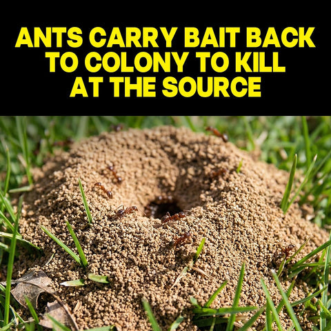 Raid Ant Killer Baits, Indoor Ant Control, Child Resistant, 8 Count