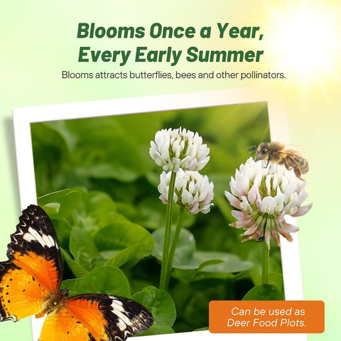 Outsidepride Perennial White Dutch Clover Seed - 5 lbs. Nitrocoated, Inoculated for Lawn Alternative, Erosion Control, Food Plots, Ground Cover, & Pasture Mixtures in USDA Zones 3-10