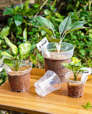 homenote 3 Inch Clear Nursery Pots with Drainage Holes, 20 Labels (60 Pcs)
