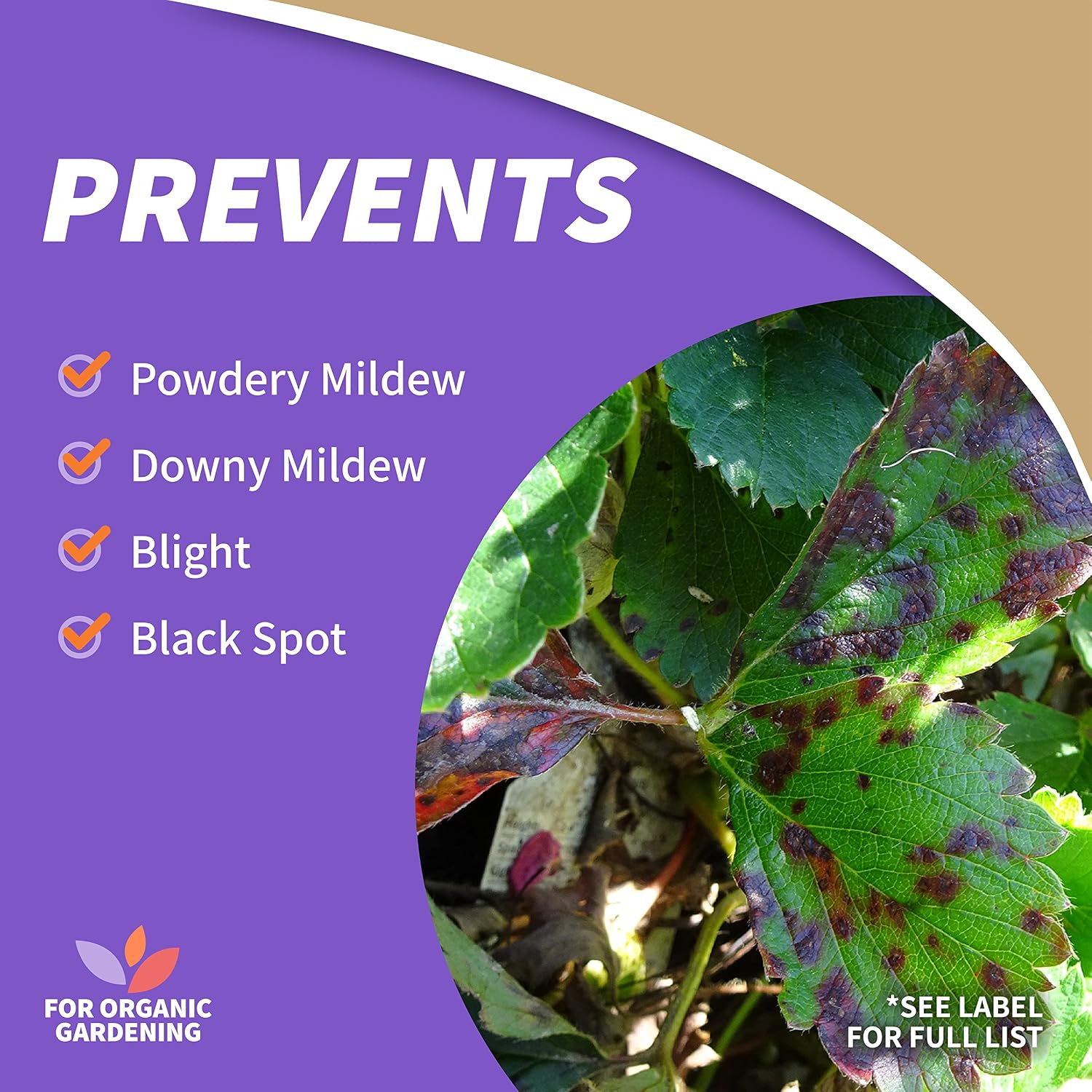 Bonide Captain Jack's Copper Fungicide, 32 oz Ready-to-Use Spray for Organic Gardening, Controls Common Diseases, for Fruit Trees, Vegetables & Ornamentals, 1 lb