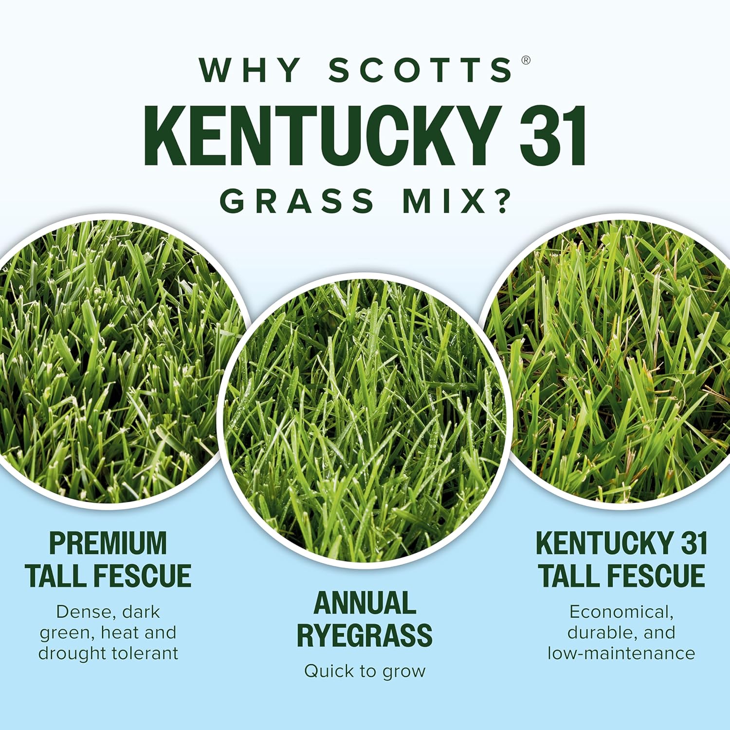 Scotts Kentucky 31 Grass Seed Mix, 20 lbs.