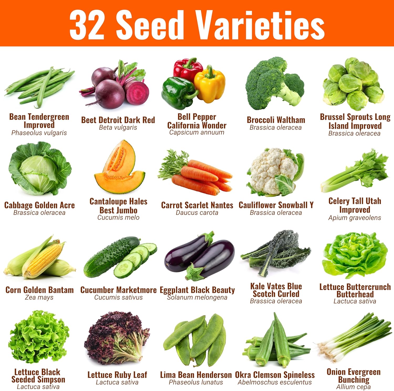 Vegetable & Fruit Seeds, 32 Packs, Non-GMO, 15,000+ Seeds