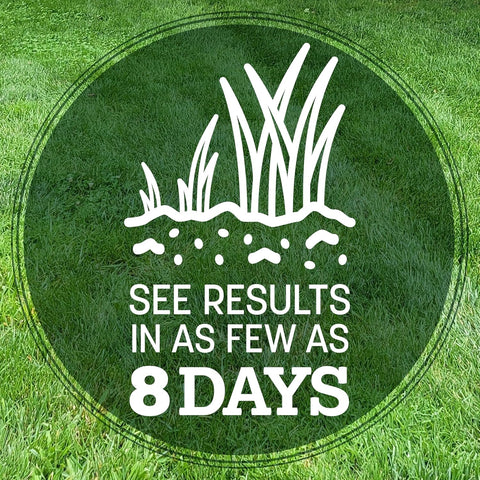 Pennington Kentucky 31 Fescue 40 LB Tall Fescue Grass Seed, Grass Seeds for Lawn