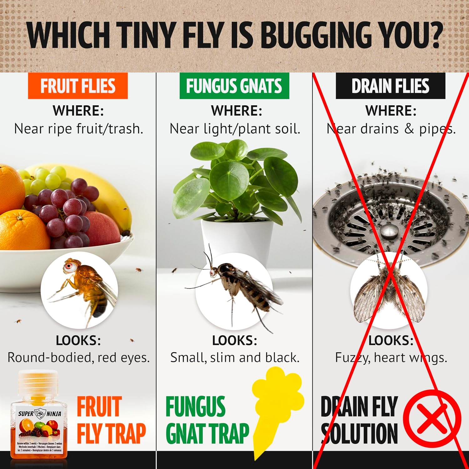 Super Ninja Fruit Fly Traps for Indoors, 2 Pack