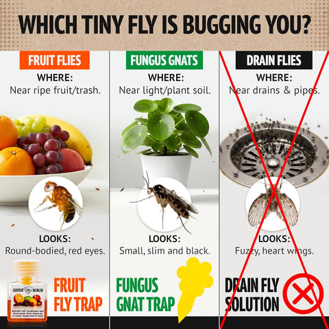 Super Ninja Fruit Fly Traps for Indoors, 2 Pack