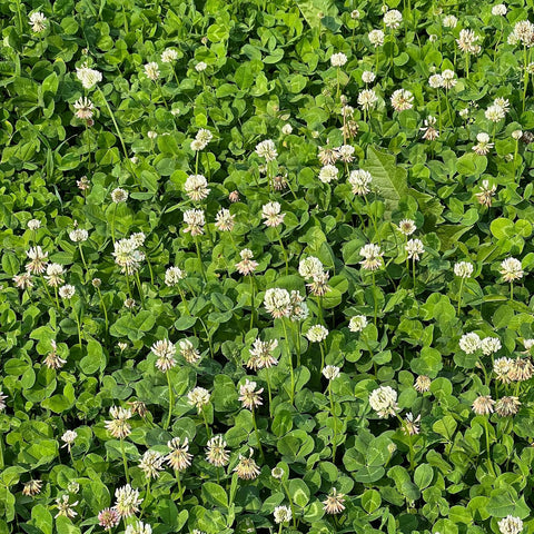 Mountain Valley Seed Co Micro Clover Seed for Lawn - 5 Lb Bulk - 2 Million