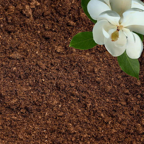 GARDENWISE Peat Moss for Plants – Organic Sphagnum Peat Moss for Orchids, Terrariums, Seed Starting, Reptiles & Potting Soil Mix (1 Quart)