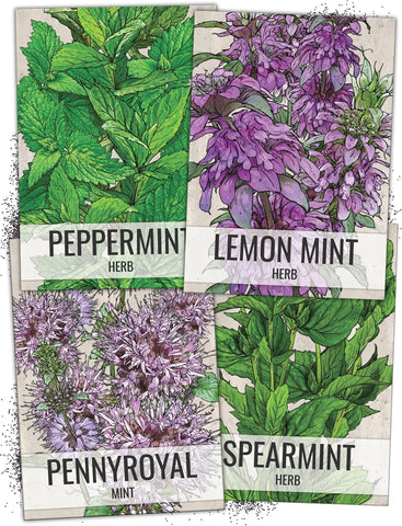 Seed Needs Herb Seeds Variety Pack of 4 - Mint Set Non-GMO & Heirloom