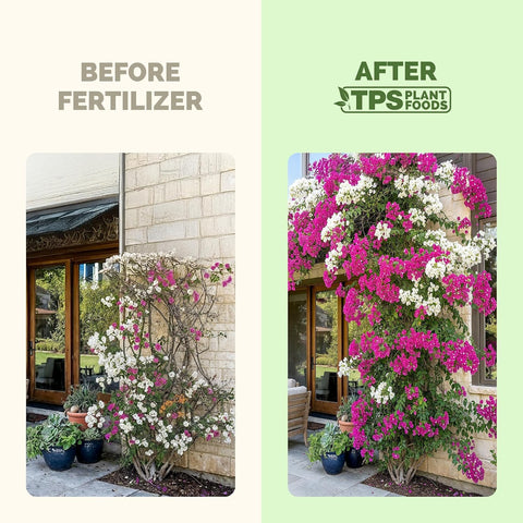 Bougainvillea Fertilizer - Liquid Plant Food for Vibrant Blooms, 8 oz