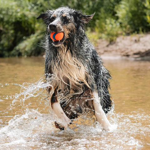 Chuckit! Ultra Ball Dog Fetch Toy, Large 3in, for 60-100lbs Dogs, Floats