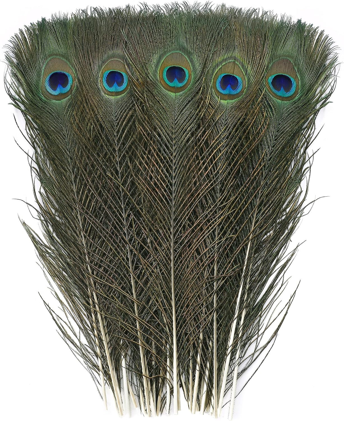 Ballinger Natural Craft Peacock Feathers Bulk,24Pcs,16-18inch