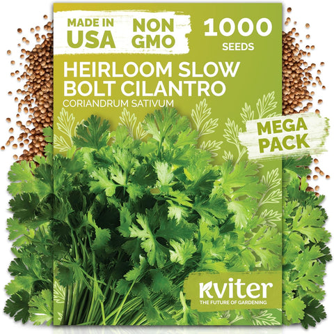 1,000 Slow Bolt Cilantro Heirloom Herb Seeds, Coriandrum Sativum