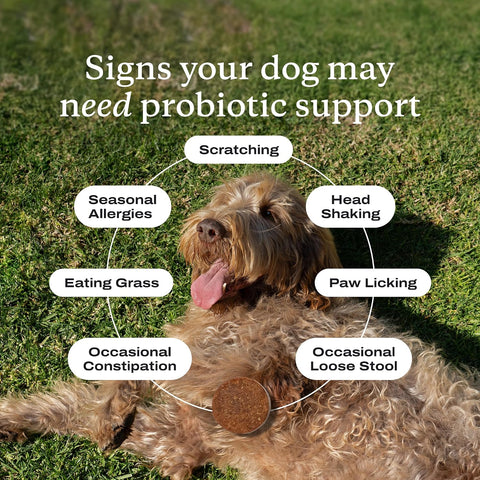 PetLab Co. Probiotic Chews for Dogs, 30 Soft Chews, Salmon