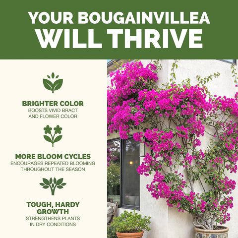 Bougainvillea Fertilizer - Liquid Plant Food for Vibrant Blooms, 8 oz