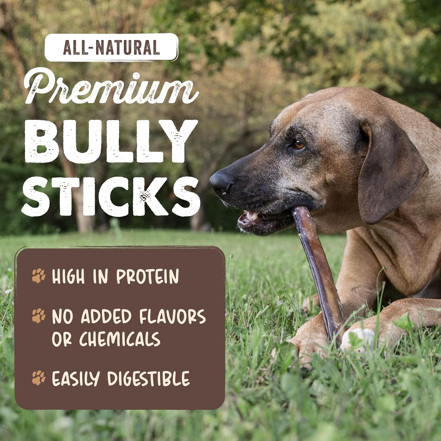 Mighty Paw 12" Bully Sticks for Dogs - Large, Medium and Small Breeds Chew