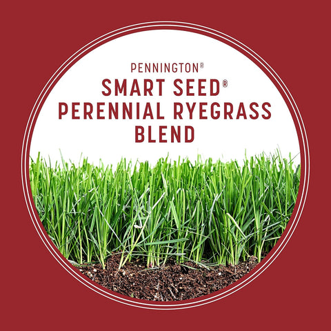 Pennington Smart Seed Perennial Rye Grass Seed Plus Fertilizer, 3 lb