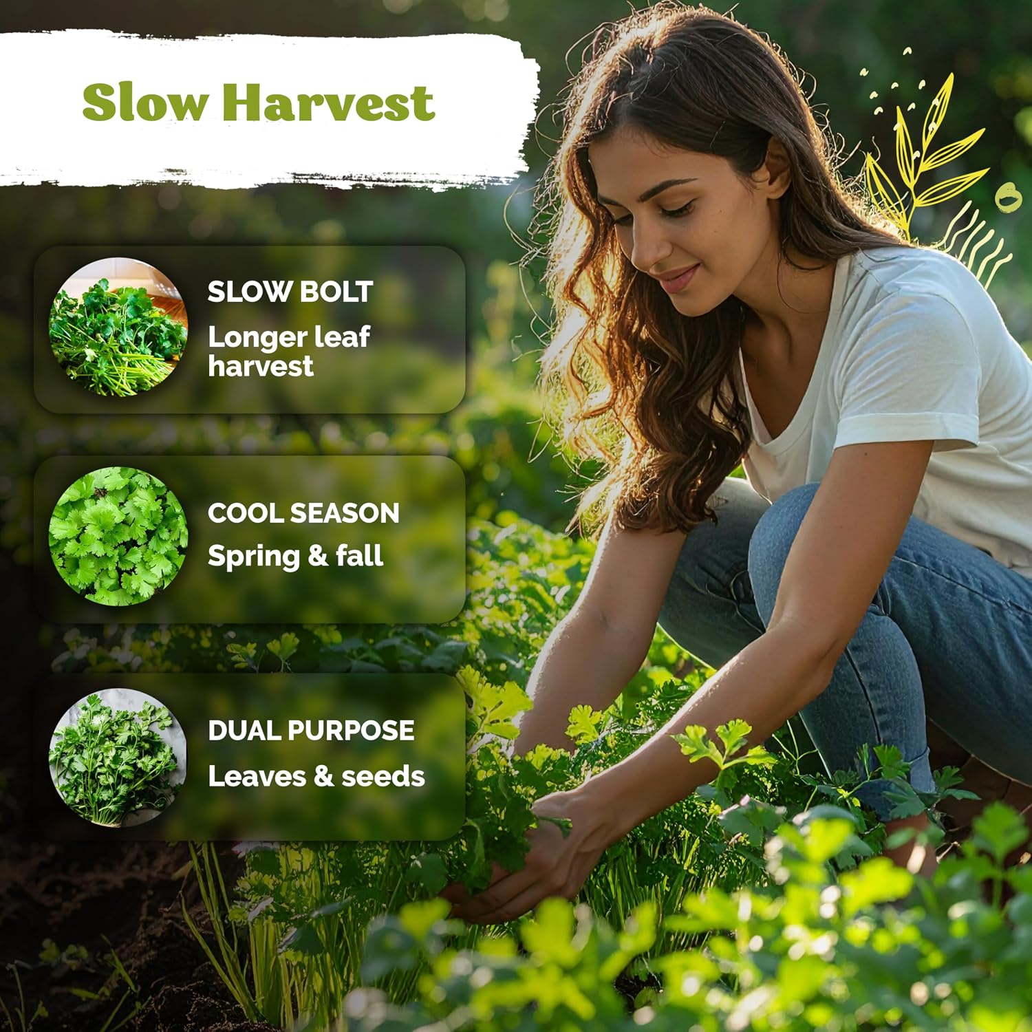 1,000 Slow Bolt Cilantro Heirloom Herb Seeds, Coriandrum Sativum