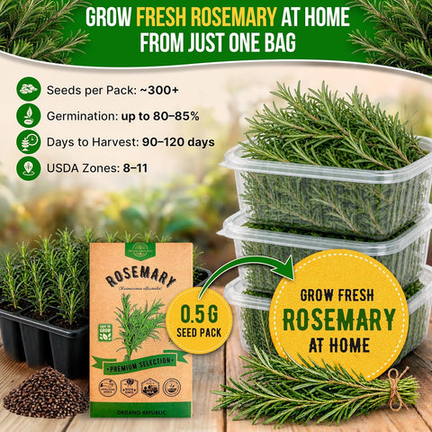 Rosemary Seeds Pack 0.5 G - Over 325 Non-GMO Heirloom Seeds for Planting Herbs in Individual Packet, Home Garden Indoor & Outdoor Gardening
