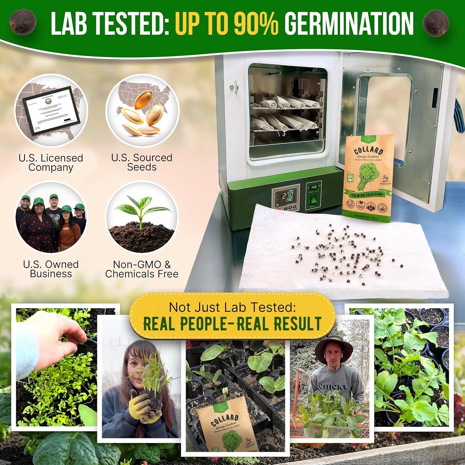 Organo Republic Collard Georgia Southern Seeds Pack 5G - Over 1900 Non-GMO Heirloom Collard Seeds for Planting Vegetable in Individual Seed Packet Vegetables Seeds for Planting Indoor & Outdoor