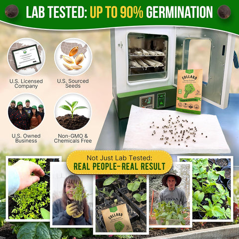 Organo Republic Collard Georgia Southern Seeds Pack 5G - Over 1900 Non-GMO Heirloom Collard Seeds for Planting Vegetable in Individual Seed Packet Vegetables Seeds for Planting Indoor & Outdoor