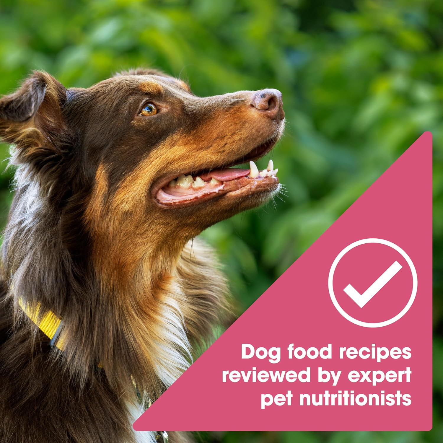 Nature's Recipe Grain Free Easy to Digest Salmon, Sweet Potato and Pumpkin Recipe Dry Dog Food, 4-Pound