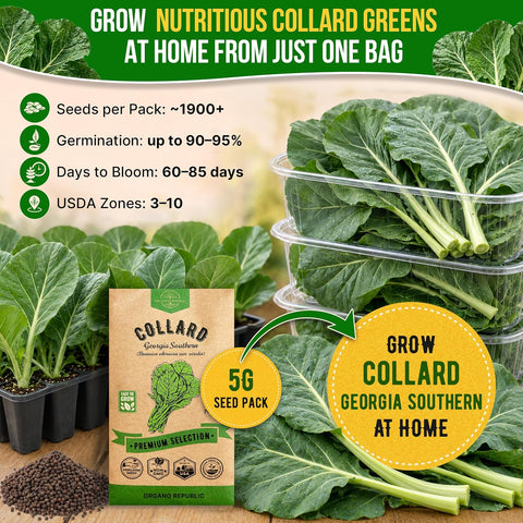 Organo Republic Collard Georgia Southern Seeds Pack 5G - Over 1900 Non-GMO Heirloom Collard Seeds for Planting Vegetable in Individual Seed Packet Vegetables Seeds for Planting Indoor & Outdoor