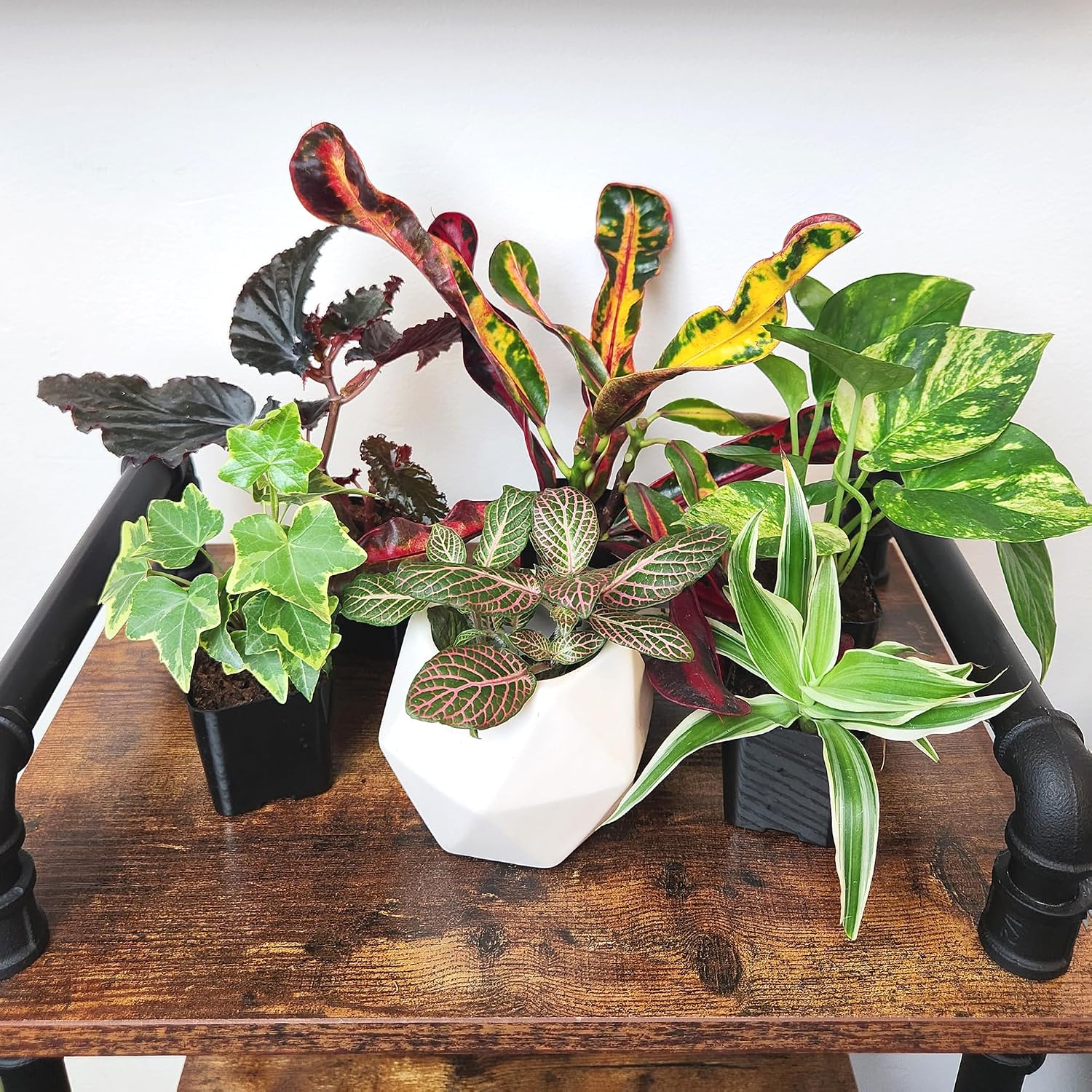 Easy to Grow Live Houseplants (6 Pack), Deluxe Collection of Assorted Air Purifying Indoor Plants, Peperomia, Spider Plants, No Duplicates, Pothos, Easy Plant Care, 2 in Pots, Begonia, Croton