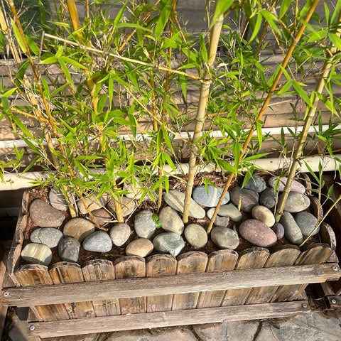FANTIAN 10 lbs River Rocks, 2-3 Inch Natural Pebbles for Plants