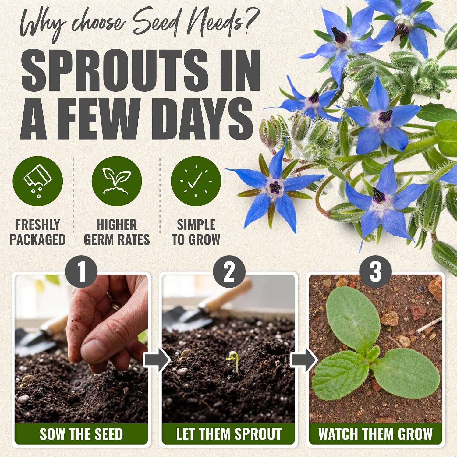 Seed Needs Herb Seeds to Plant Blue Borage - Heirloom Non-GMO Herbs 5 Packs