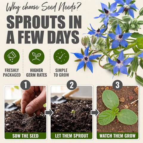 Seed Needs Herb Seeds to Plant Blue Borage - Heirloom Non-GMO Herbs 5 Packs