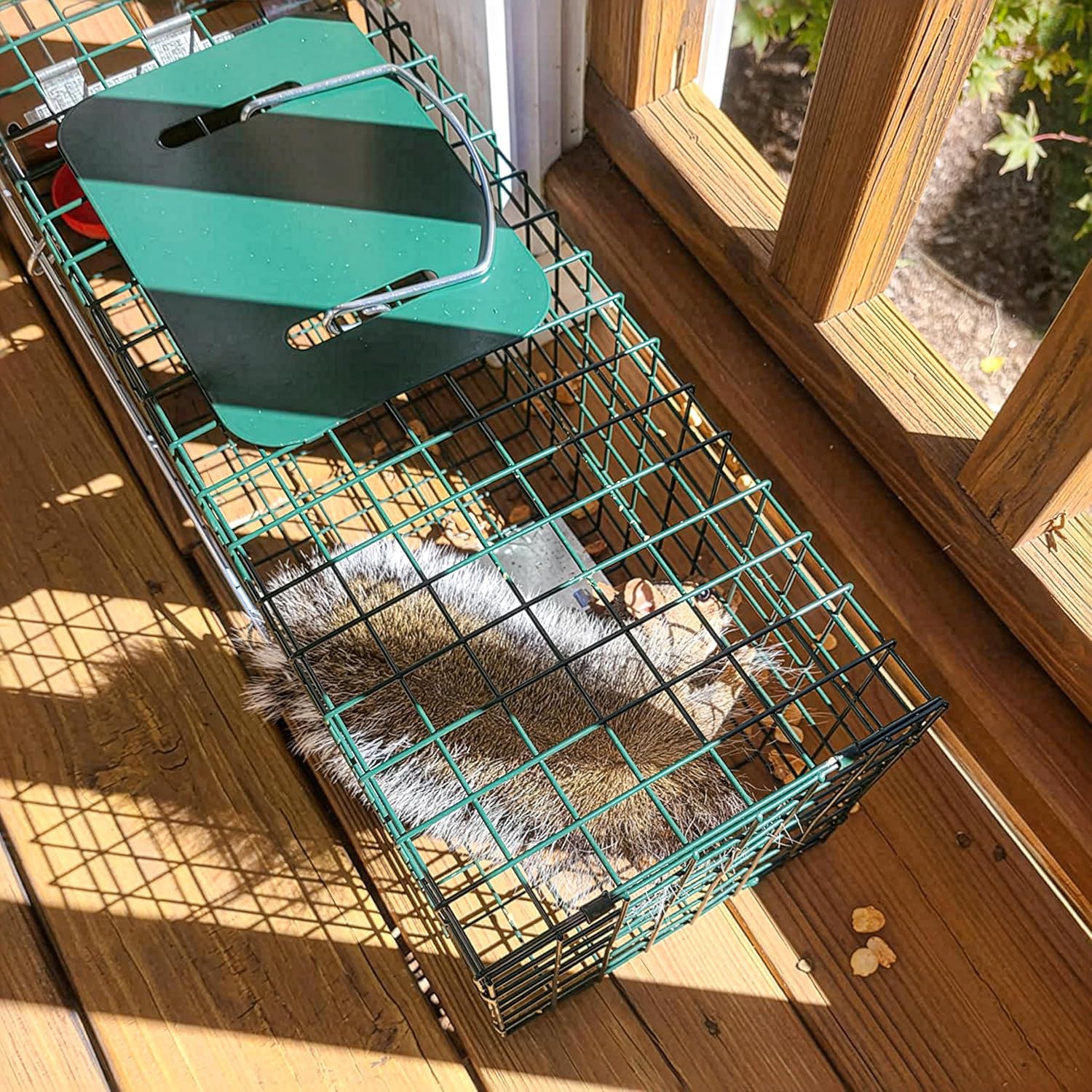 HOMESTEAD 2-Pack Live Animal Trap - Specialized for Raccoons, Opossums, Groundhogs, Skunks, Feral Cats, Squirrels - Heavy Duty Steel Traps, 1-Door, Green, Humane Catch & Release Animal Trap,89-302