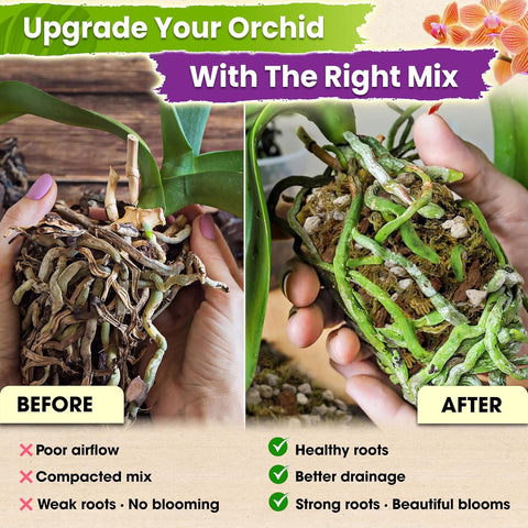 DUSPRO 4in1 Orchid Potting Mix for Repotting, Pre-Mixed & Ready to Use, 1QT