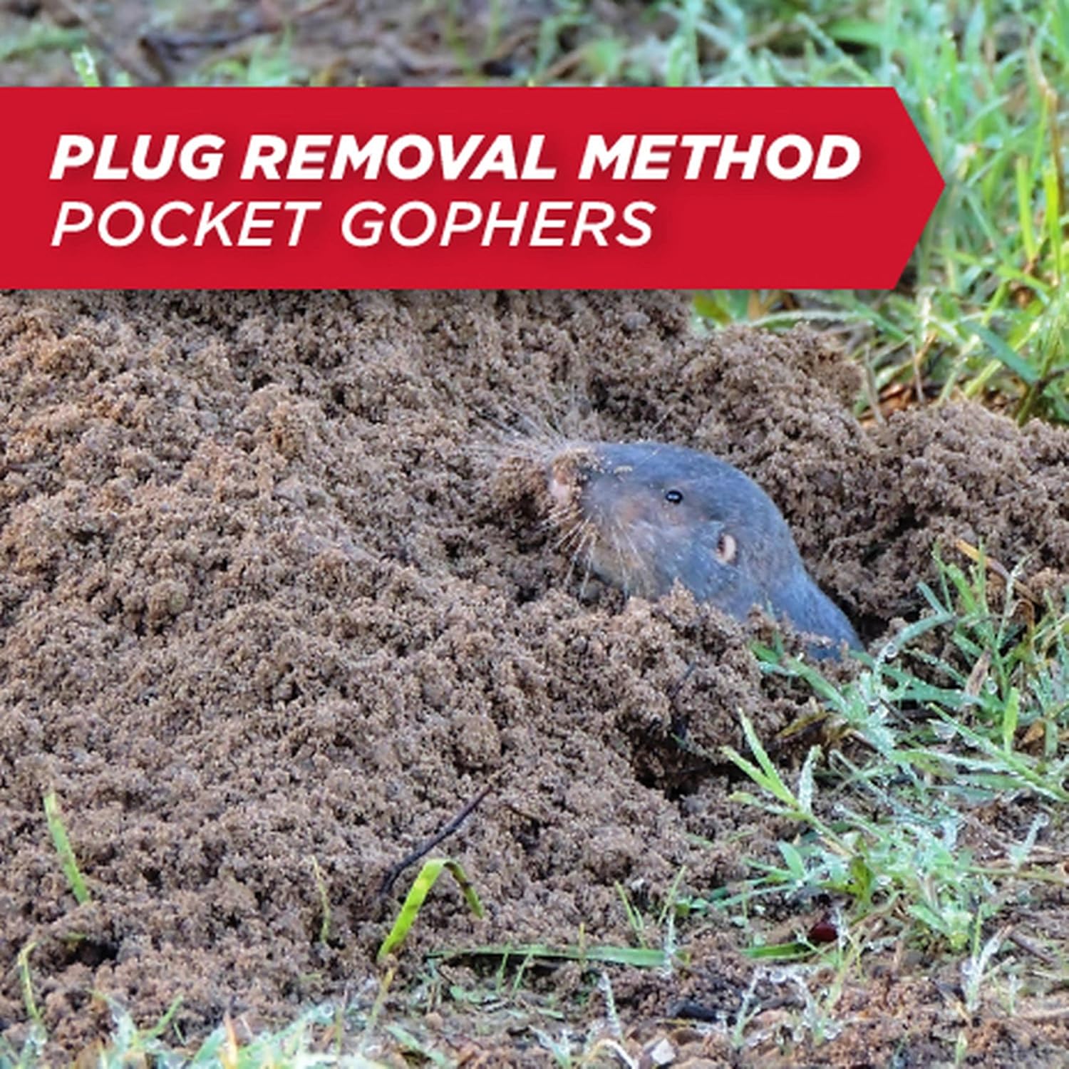 Amdro Mole & Gopher Bait, 1 LB