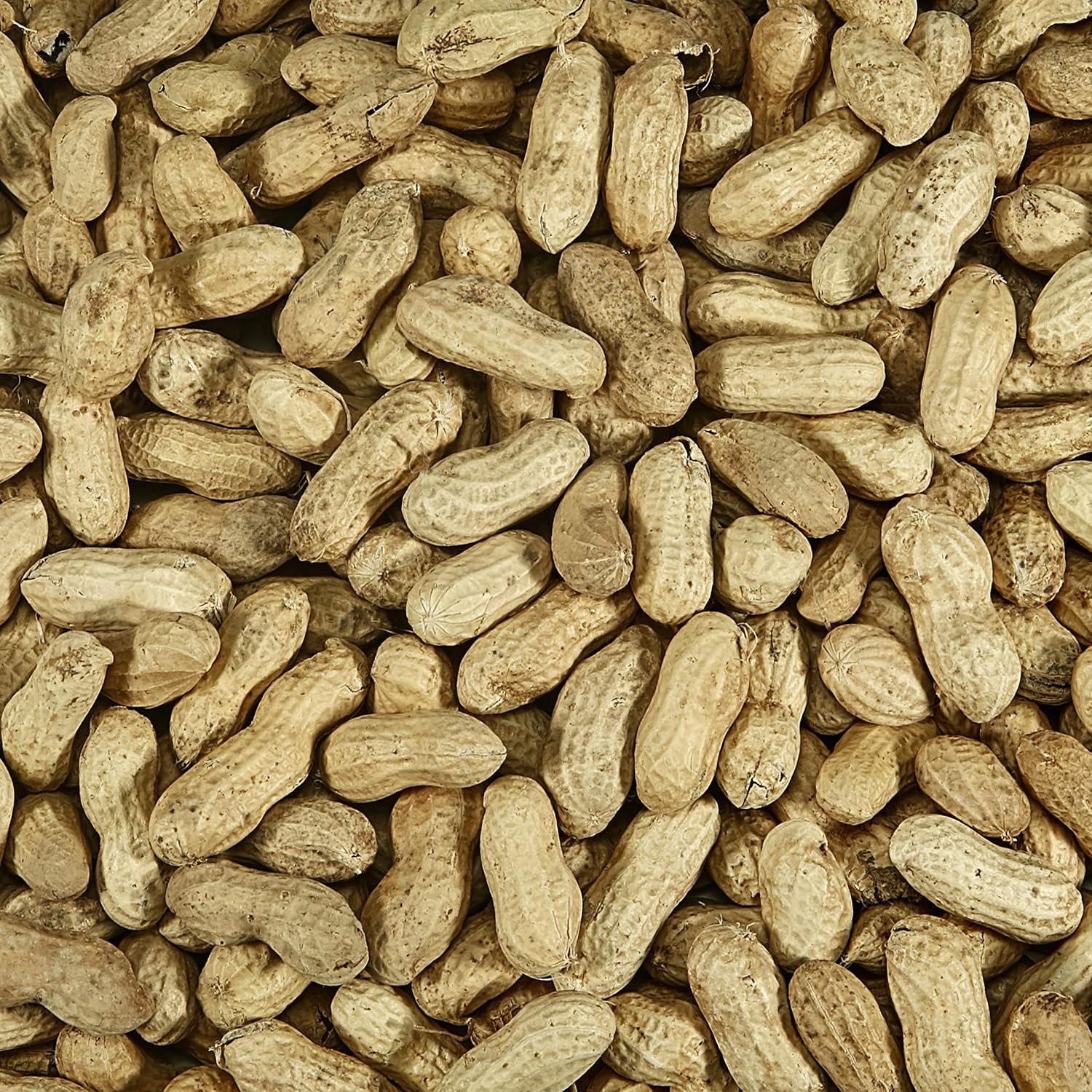 Kaytee Whole Peanuts in Shell for Cardinals, Blue Jays, Woodpeckers and Other Outside Wild Birds, Two 5 Pound Bags