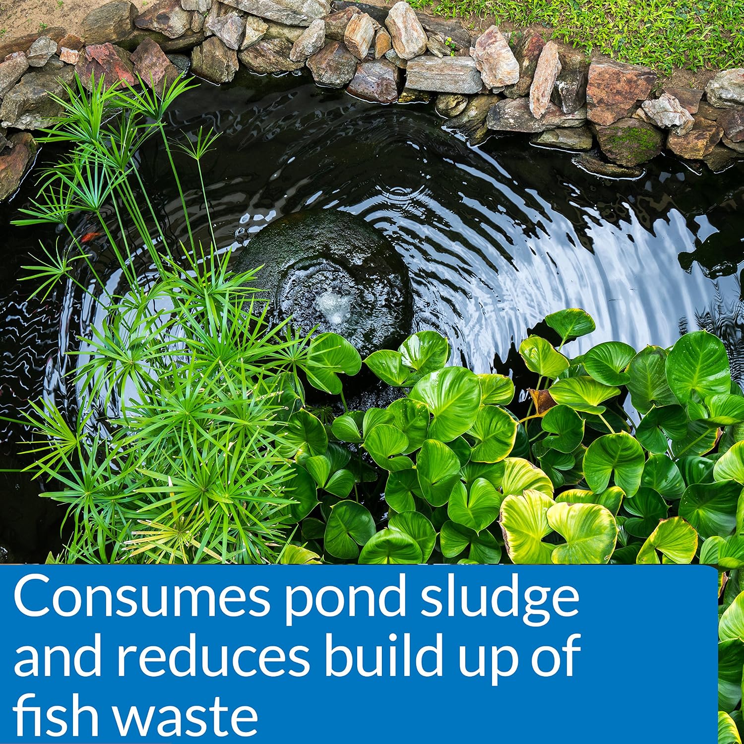API POND-ZYME SLUDGE DESTROYER (1 Pound) Pond Cleaner with Natural Pond Bacteria - Up to 16,000 Gallons - Reduces Fish Waste Buildup - Consumes Muck & Sludge - Spring Start Up & Regular Care