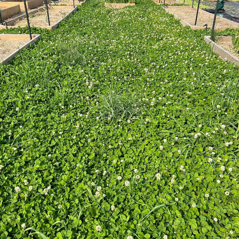 Mountain Valley Seed Co Micro Clover Seed for Lawn - 5 Lb Bulk - 2 Million