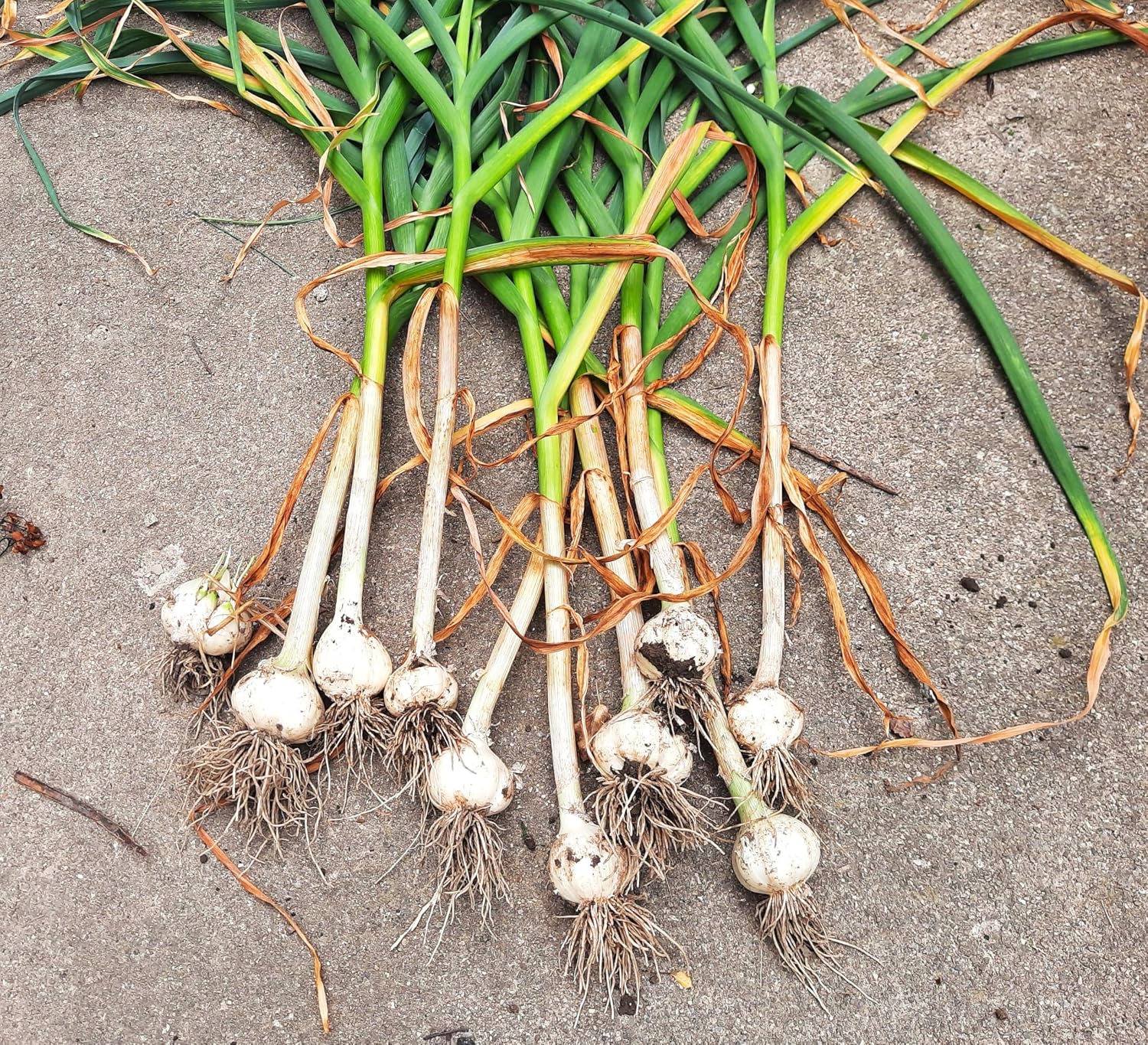 TomorrowSeeds - Music Hardneck Garlic Seed - 4 Bulbs - for Garden Planting Grow Porcelain White Musik Heads Perennial 2026